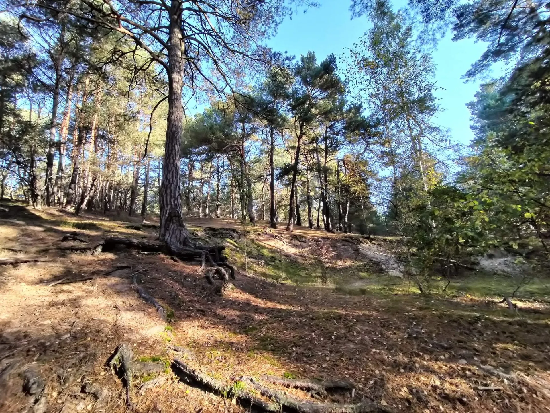 Wycieczka na Goździkowe Bagna i wydmy śródlądowe