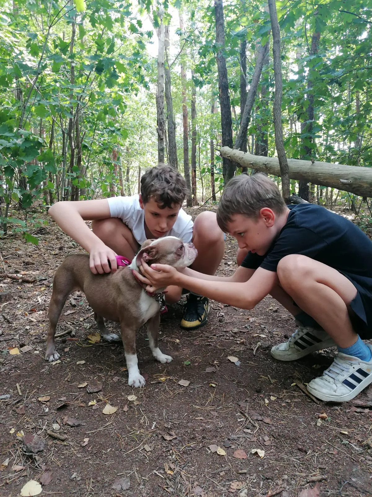 Wolontariat w schronisku "Pod psim aniołem"